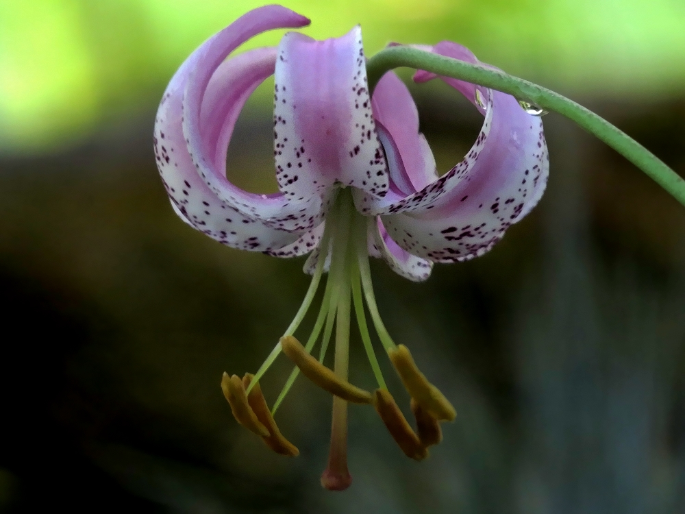 Türkenbundblüte...