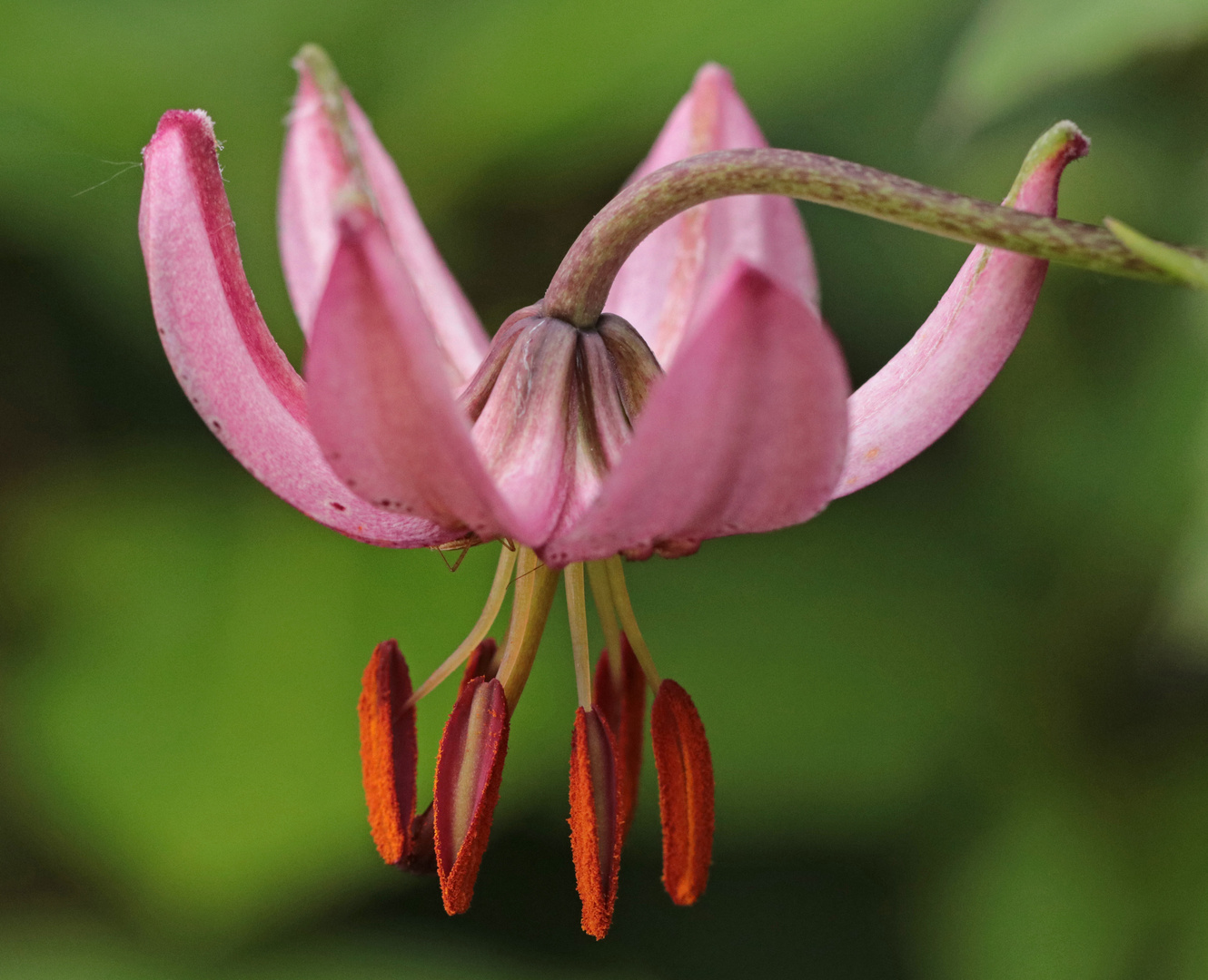 Türkenbundblüte