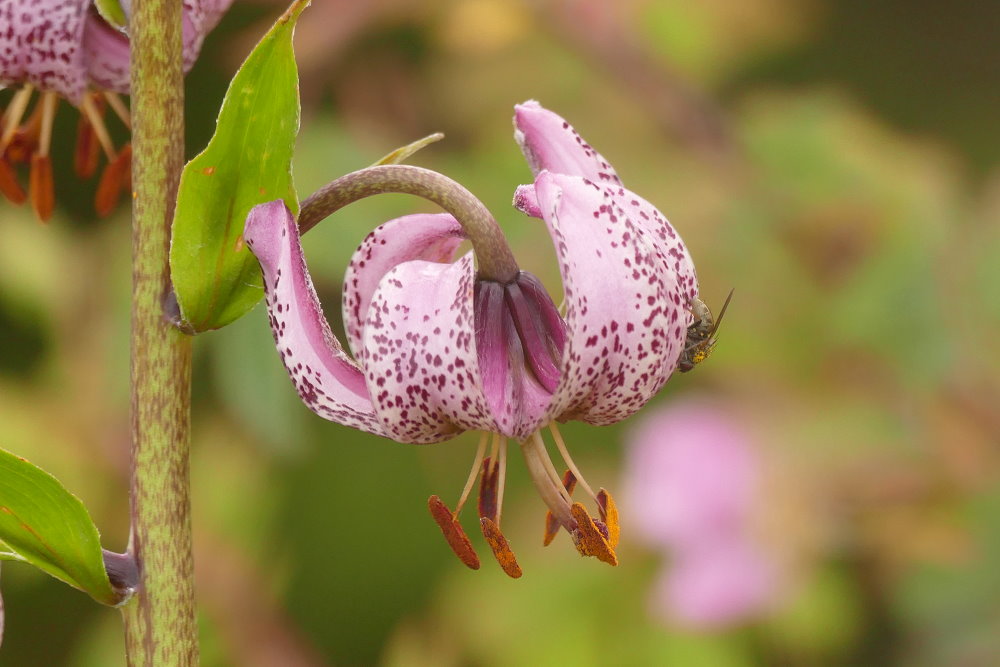 Türkenbundblüte 