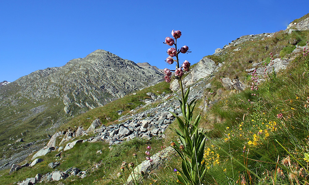 Türkenbundlilie am Mattmarkstaussee in 2250 m Höhe (Abschiedsbild)