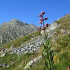 Türkenbundlilie am Mattmarkstaussee in 2250 m Höhe (Abschiedsbild)