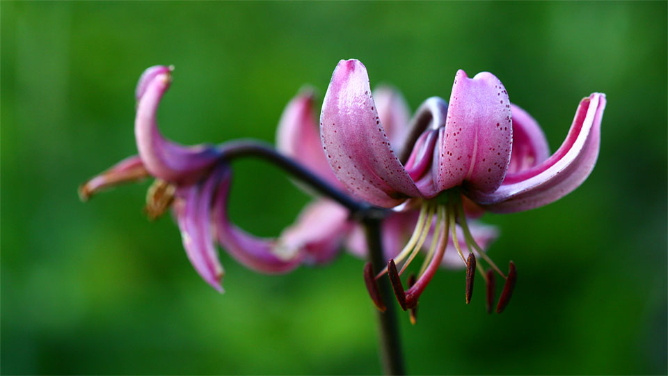 Türkenbundlilie I, Lilium martagon, Liliaceae, NOE Kalkalpen, NOE / A