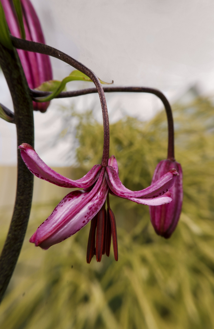 Türkenbundlilie im Garten