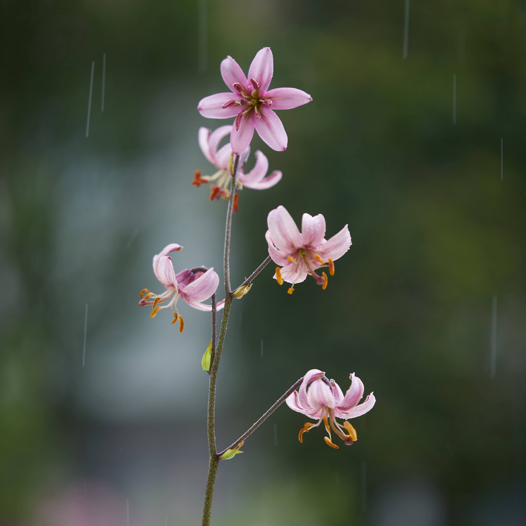 Türkenbundlilie im Regen