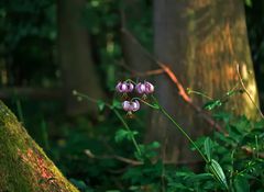 Türkenbundlilie im Urwald