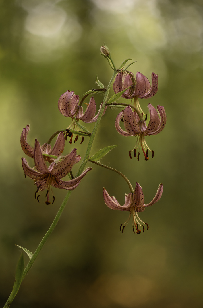 Türkenbundlilie (Lilium martagon) (1 von 1)