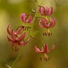 Türkenbundlilie (Lilium martagon) (1 von 1)