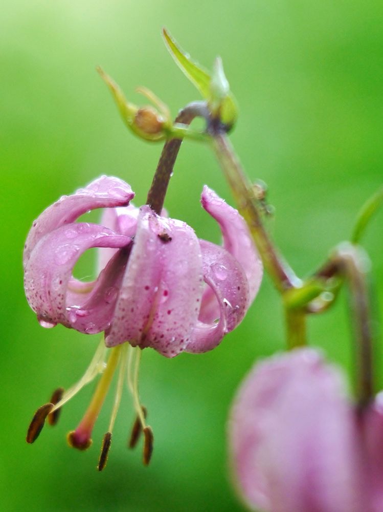 Türkenbundlilie (Lilium martagon) Foto & Bild natur, pflanzen, blüten