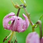 Türkenbundlilie (Lilium martagon)