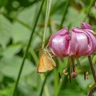 Türkenbundlilie (Lilium martagon) mit dickköpfigem Besuch