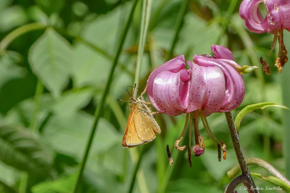 Türkenbundlilie (Lilium martagon) mit dickköpfigem Besuch