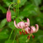 Türkenbundlilie (Lilium martagon), Schwalb