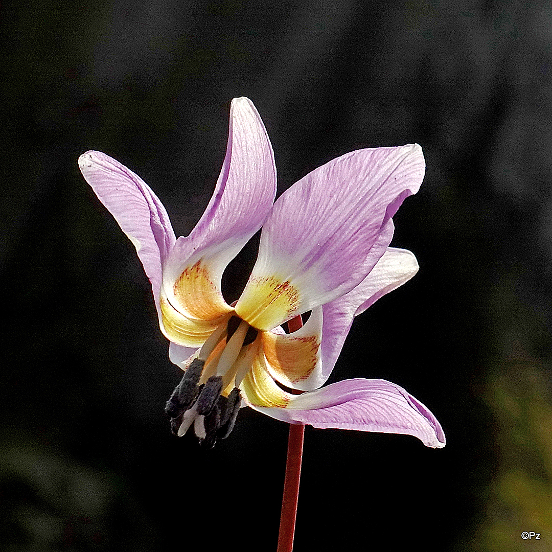 Türkenbundlilienblüte ...