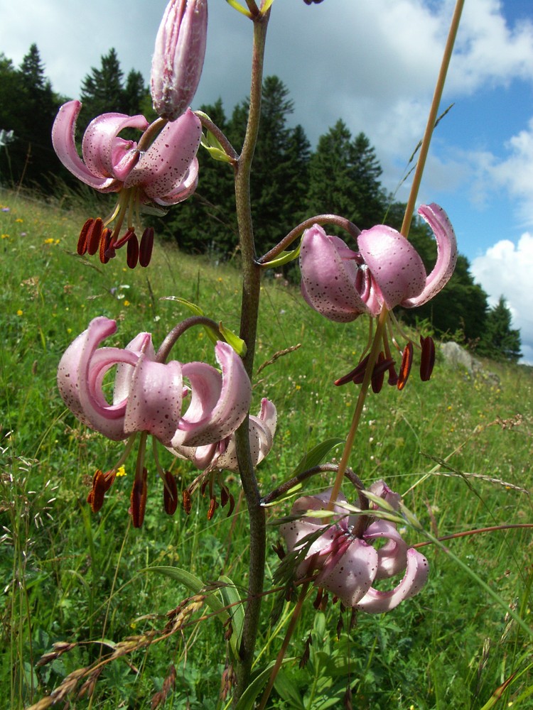 Türkenbuntlilie (Lys martagon) in den Vogesen