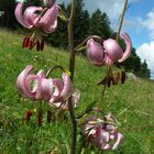 Türkenbuntlilie (Lys martagon) in den Vogesen