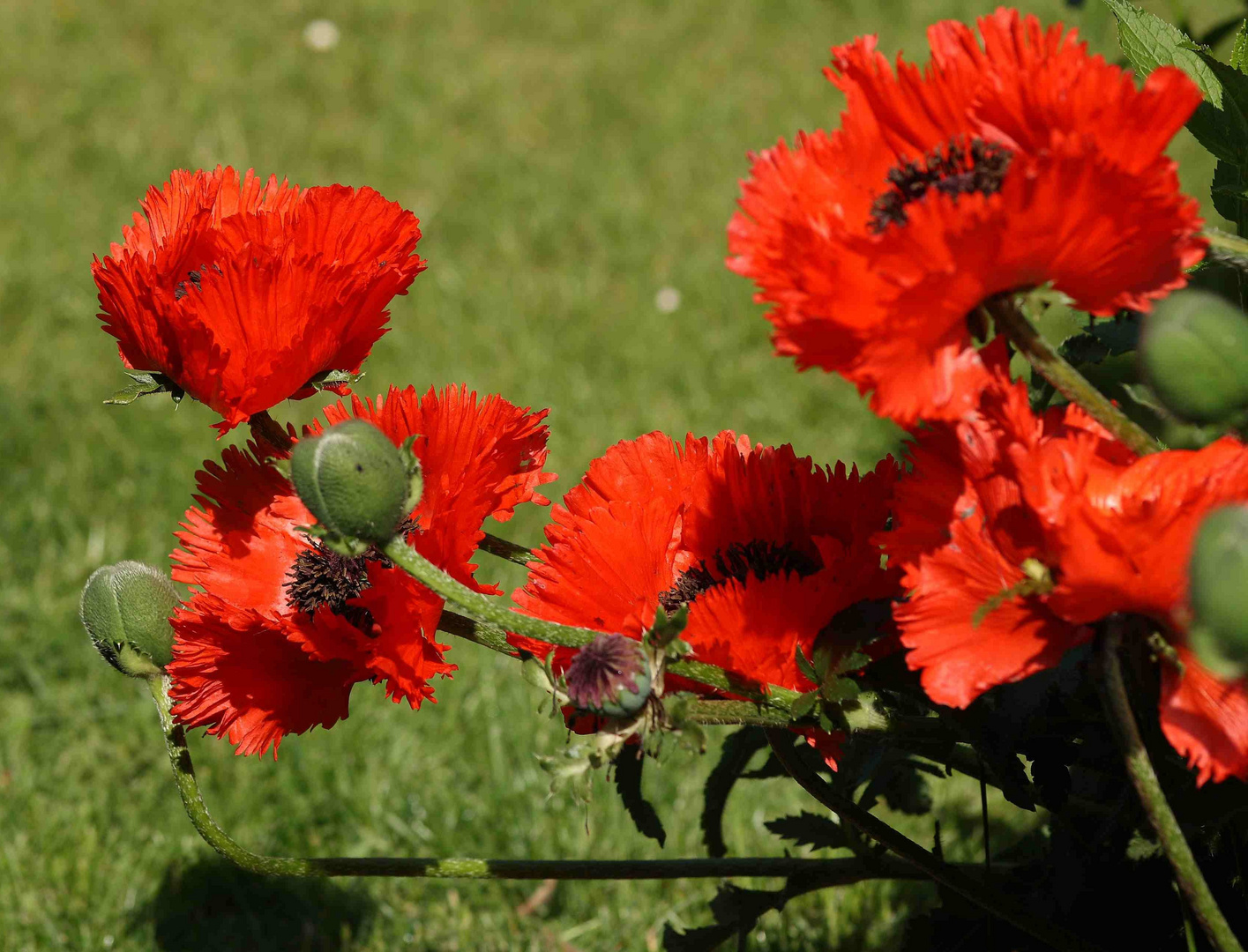 Türkenmohn