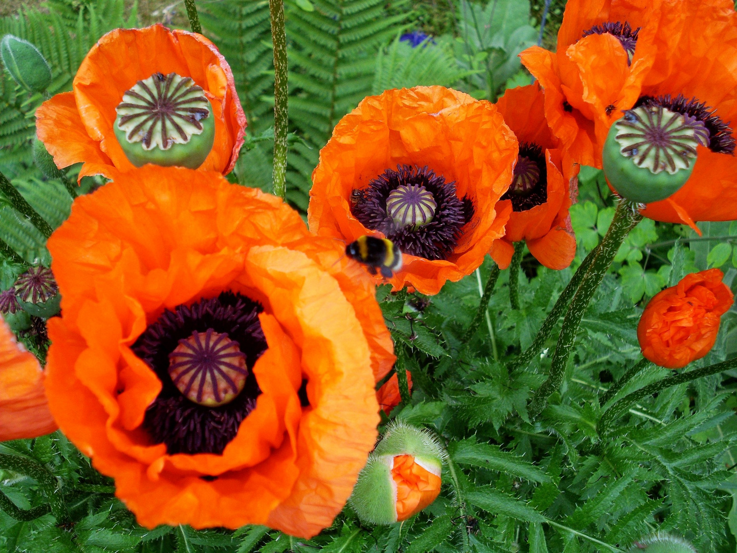 Türkenmohn in Rot