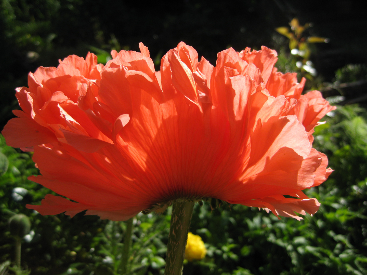 Türkenmohn voll geöffnet