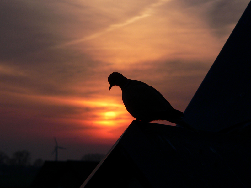 Türkentaube am Abend