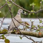 Türkentaube auf Apfelbaum in unserem Garten