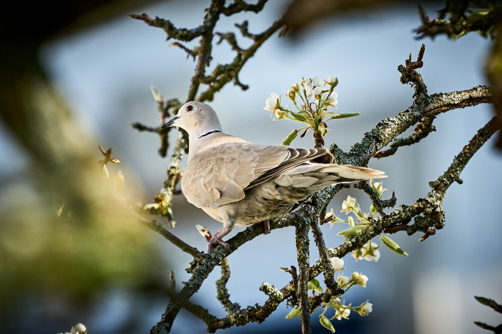 Türkentaube auf dem Birnbaum