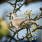 Türkentaube auf dem Birnbaum