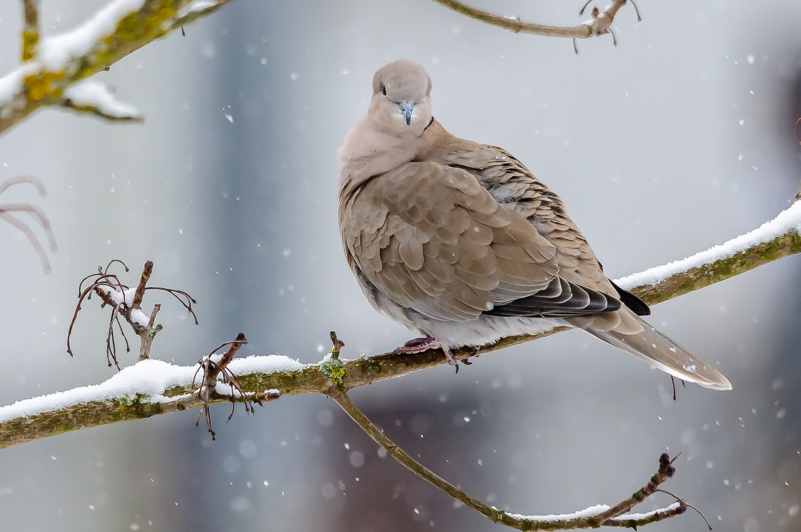 Türkentaube bei Schneefall