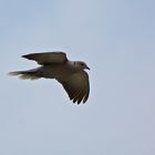 Türkentaube - Eurasian Collared Dove (Streptopelia decaocto)