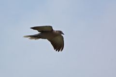 Türkentaube - Eurasian Collared Dove (Streptopelia decaocto)