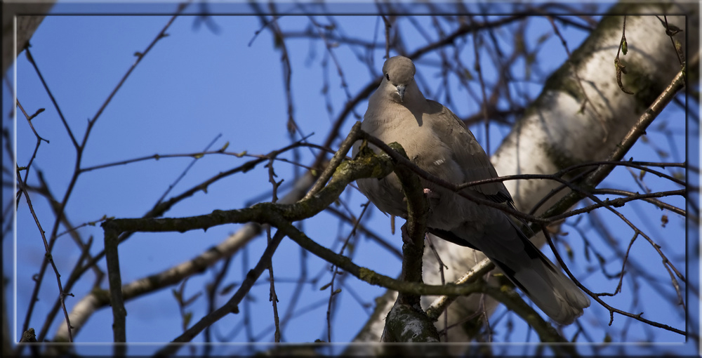 Türkentaube im Baum