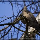 Türkentaube im Baum