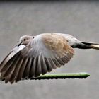 Türkentaube im  Regen durchs Fenster fotografiert 