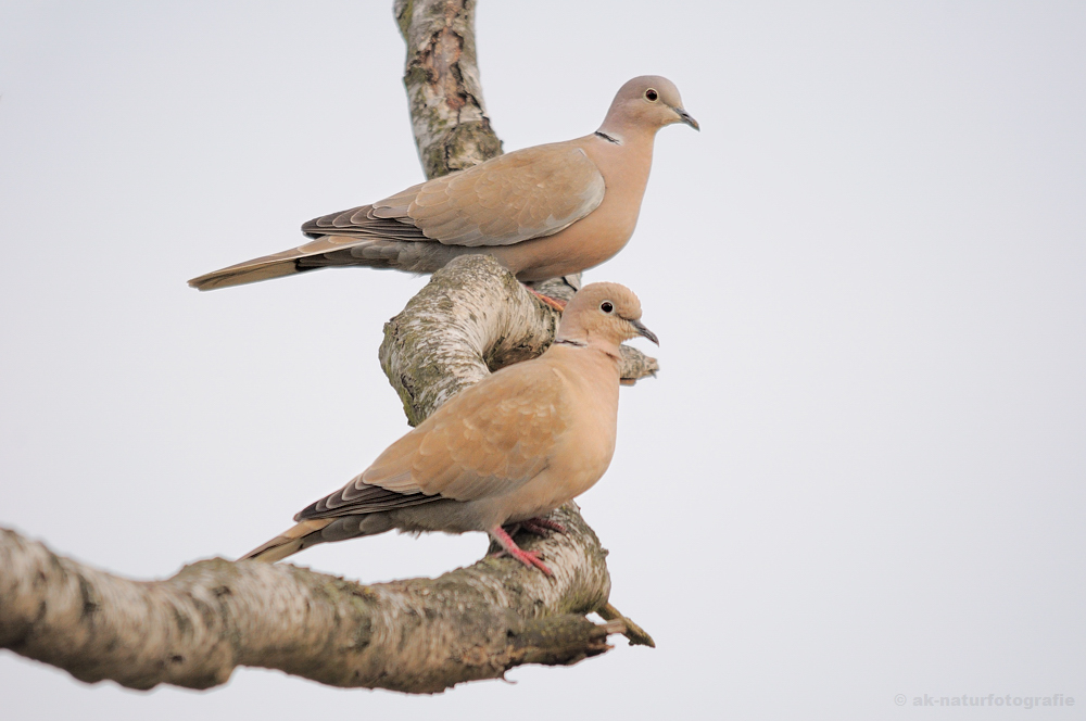 Türkentaube (Streptopelia decaocto)