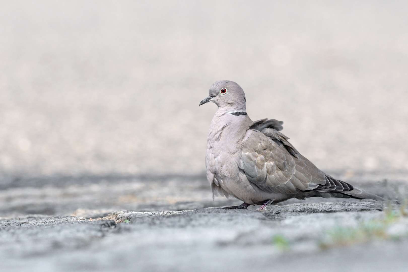 Türkentaube (Streptopelia decaocto)