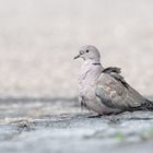 Türkentaube (Streptopelia decaocto)