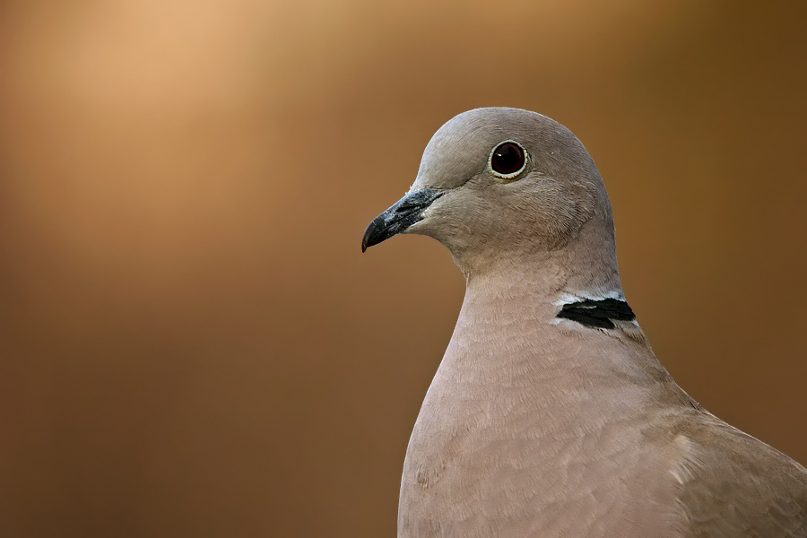 Türkentaube (Streptopelia decaocto)