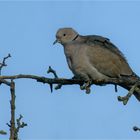 Türkentaube (Streptopelia decaocto)