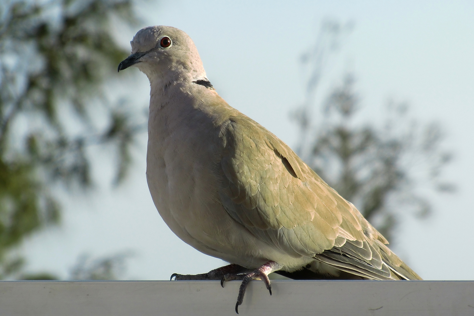 Türkentaube (Streptopelia decaocto)