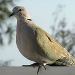 Türkentaube (Streptopelia decaocto)