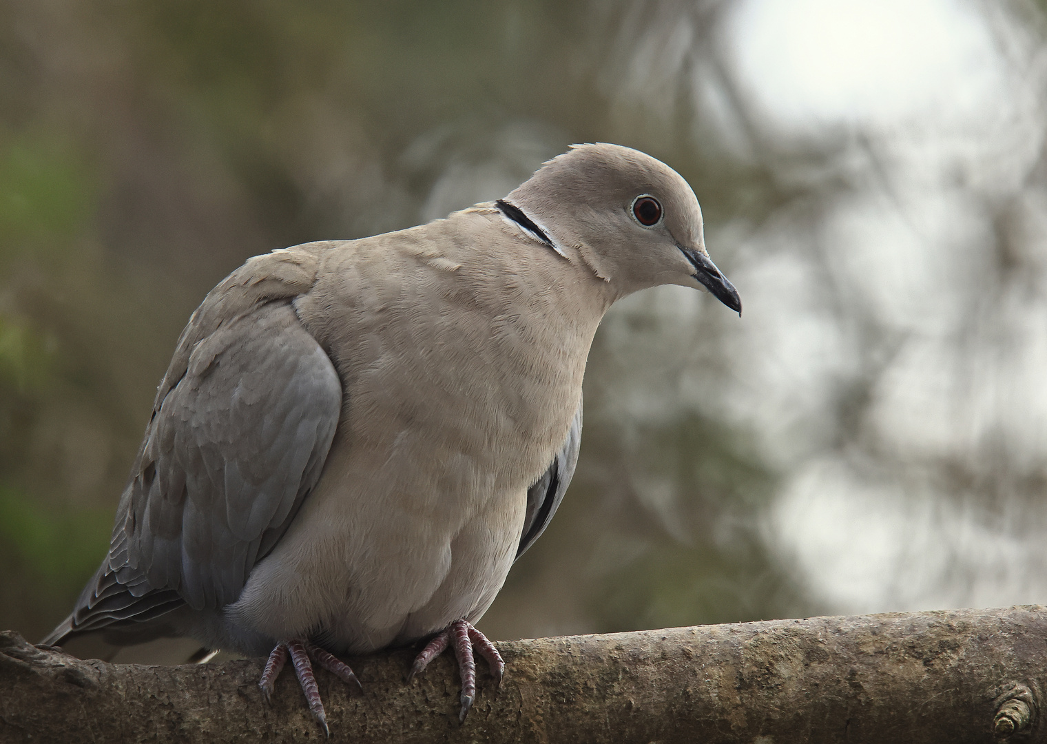 Türkentaube (Streptopelia decaocto)