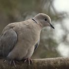 Türkentaube (Streptopelia decaocto)