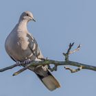 Türkentaube (Streptopelia decaocto) 