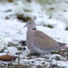 Türkentaube (Streptopelia decaocto) bei der Futtersuche