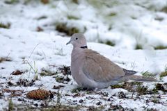 Türkentaube (Streptopelia decaocto) bei der Futtersuche