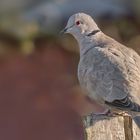 Türkentaube (Streptopelia decaocto)  