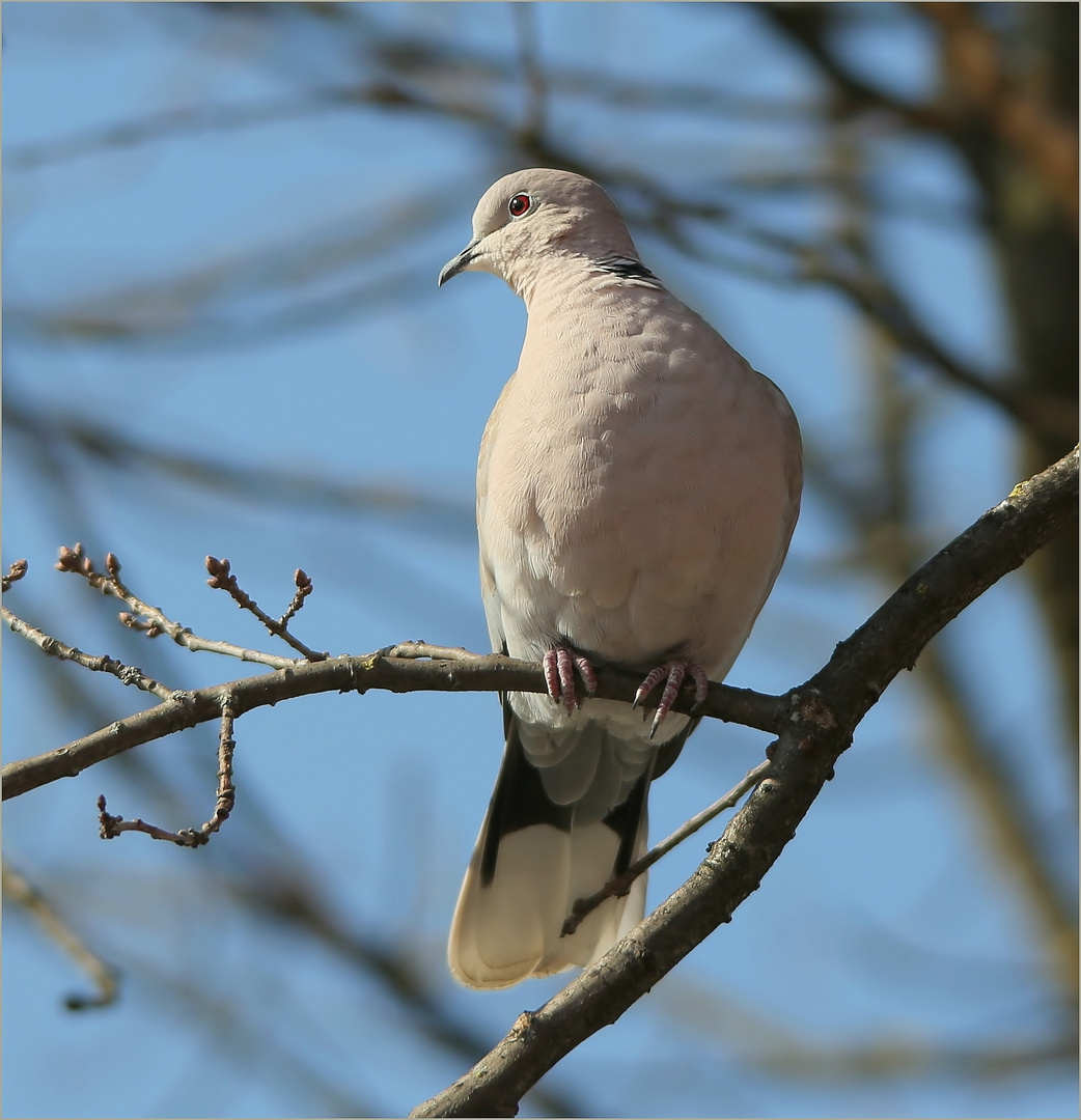 Türkentaube (Streptopelia decaocto).