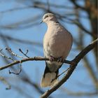 Türkentaube (Streptopelia decaocto).