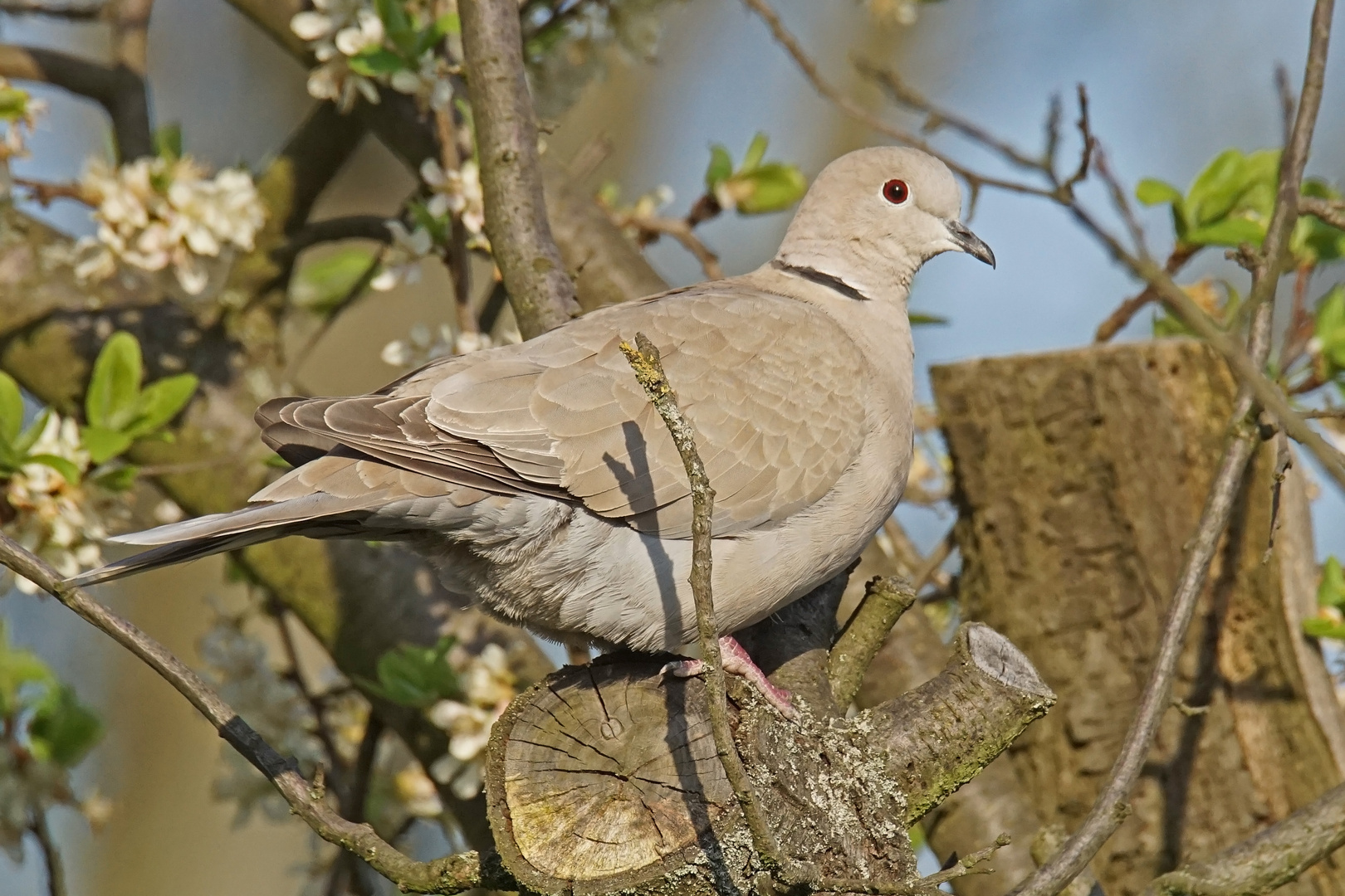 Türkentaube (Streptopelia decaocto)