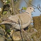 Türkentaube (Streptopelia decaocto)