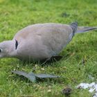 ~ Türkentaube ( Streptopelia decaocto ) ~